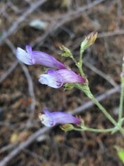Penstemon personatus