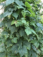 Humulus lupulus
