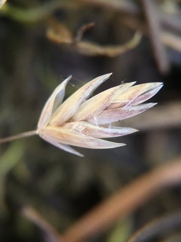 Sierra bluegrass (Poa sierrae)