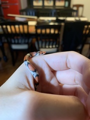 Cemophora coccinea copei