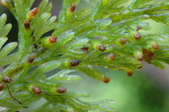 Trichomanes strictum