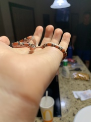 Cemophora coccinea copei