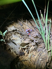 Cemophora coccinea copei