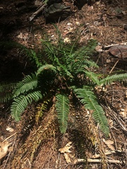 Polystichum imbricans curtum