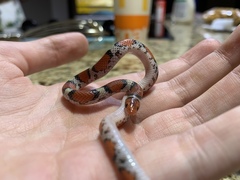 Cemophora coccinea copei