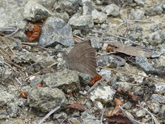 Hyponephele lupinus