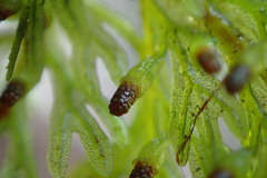 Trichomanes strictum