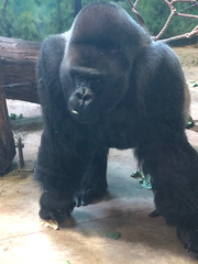 Gorilla gorilla