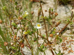 Gratiola quartermaniae