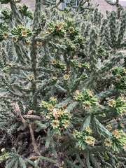 Cylindropuntia imbricata imbricata