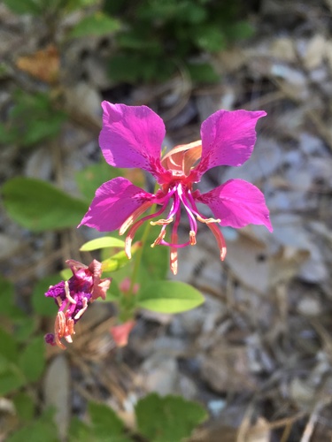 Clarkia mildrediae ssp. lutescens