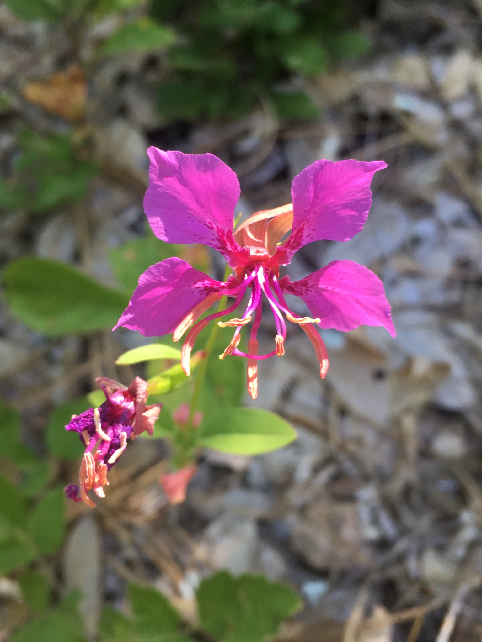 Clarkia mildrediae ssp. lutescens