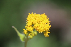 Alloispermum scabrum