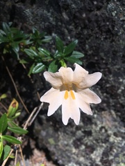 Diplacus grandiflorus