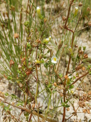 Gratiola quartermaniae