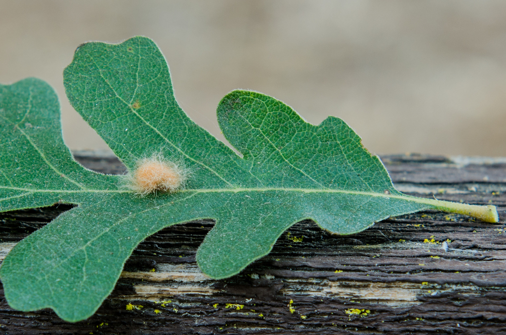 Yellow Wig Gall Wasp