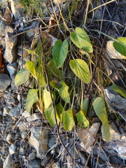 Viola ambigua