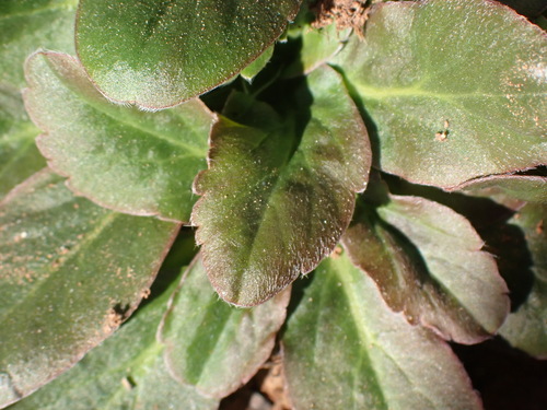 Pelargonium ochroleucum, photograph 1