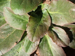 Pelargonium ochroleucum, photograph (c) Nicola van Berkel, some rights reserved (CC BY-SA)