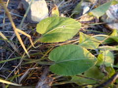 Viola ambigua