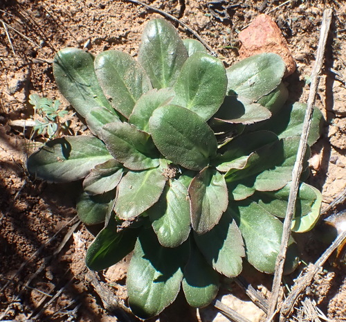 Pelargonium ochroleucum, photograph 2