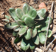 Pelargonium ochroleucum, photograph (c) Nicola van Berkel, some rights reserved (CC BY-SA)