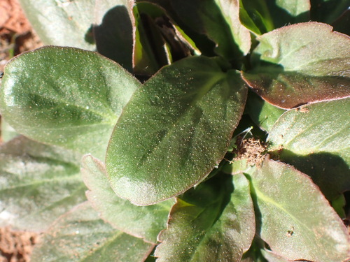 Pelargonium ochroleucum