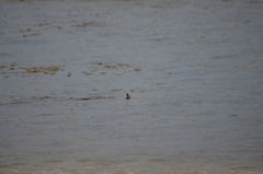 Carcharhinus limbatus