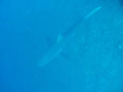 Carcharhinus galapagensis