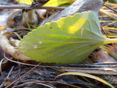 Viola ambigua