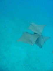 Rhinoptera steindachneri