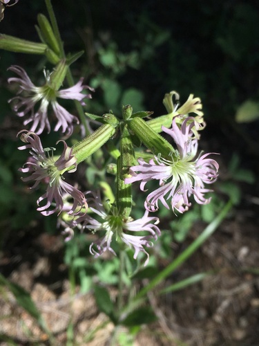 Image of Silene occidentalis by (c) Matt Berger, some rights reserved (CC BY)