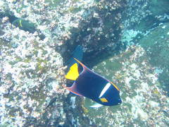 Holacanthus passer