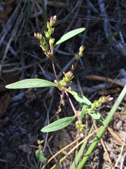 Phacelia racemosa