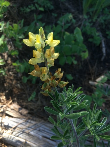 Image of Lupinus dalesiae by (c) Matt Berger, some rights reserved (CC BY)
