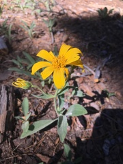 Arnica dealbata