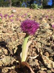 Allium platycaule