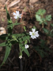 Pseudostellaria jamesiana