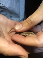 Pachydactylus punctatus
