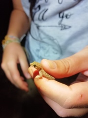 Pachydactylus punctatus