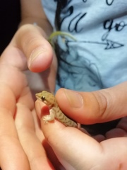 Pachydactylus punctatus