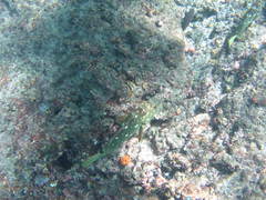 Epinephelus labriformis