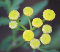 Tanacetum vulgare