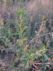 Chamaecytisus ruthenicus