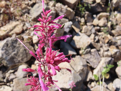 Pale Giant Hyssop (Agastache pallida)