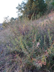 Chamaecytisus ruthenicus