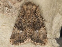 Hexorthodes nipana