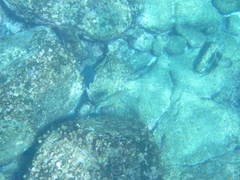 Microspathodon dorsalis