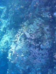 Ophioblennius steindachneri