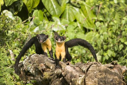 Nilgiri Marten (Martes gwatkinsii) — Vulnerable Mammalia
